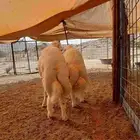 للبيع طليان حريه