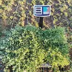 برسيم أخضر صافي