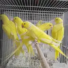 للبيع دره إنتاج الاتينو صح ونظافة الموقع القطيف