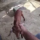 انثى العمر شهرين ما شاء الله تبارك الله في الشحم تمص من جميع