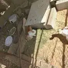 أرانب للبيع