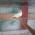 ذكر كناري ابيض تغريد( تم البيع )