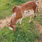 عجل للبيع سليم من الامراض عمره سنه