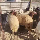 اضاحي