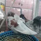 حمام كشكش مستوى فاخر