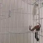 كناري ذكر