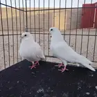حمام صنعاني ابيض يوجد 10 أزواج تقريبا