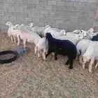 خرفان ورخال ذبايح للبيع