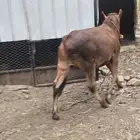 حسيل . عجل . للبيع