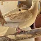 قماري هولندي محميه من انتاجي