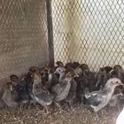 صيصان فيومي شبابي