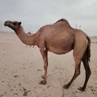 ابل مداني مقربات