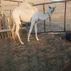 بكره ثنيه هديه معها قعود