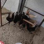 دجاج كويتي بيض وتفريخ