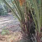 مزراع الغاط المجمعه الزلفي سدير القصيم المثمرة