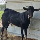 تييس جنوبي احو فحل جذع