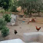 الدجاج للبيع