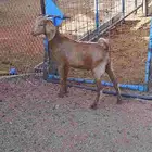 تيس لباني تم البيع