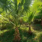 نخيل الواشنطونيا الأمريكي