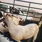 تيوس وعنق للبيع
