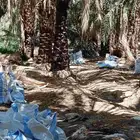 تمر غنم للبيع