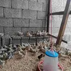 صوص بلدي فواتح
