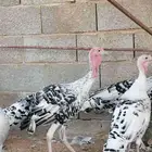 رومي الوان حلوة