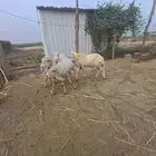 خرفان فحول مشروطة سنها موضح في الصوره
