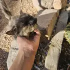 قطه للبيع اليفه على السوم