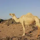 عفرا لقحه