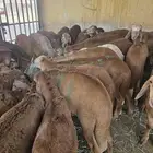 سواكني حمري