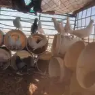 للبيع حمام نضيف الصحه شرط