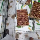 تمر صقعي فاخر للتواصل