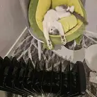 قطة للتبني مجانا ذكر عمره أربعة شهور