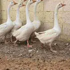 للبيع جوزين وز بلغاري بيور صافي عيون زرق