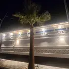 عدد 2 نخل واشنطني فاخر مايطلع حب ارتفاع 6 امتار