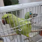 ببغاء الدرة