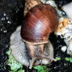 حديقة الحلزون موطن الفخامة وإنتاج الحلزونات المميزة