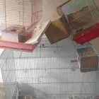اقفاص عصافير للبيع المستعجل