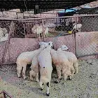 خرفان ذبحه العمر اربع شهور ثلاثه شهور تقريبا