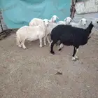 اعرض لكم ضان دفع ضريع