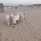 خرفان سواكن فل