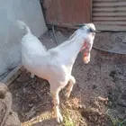 تيس مشروك