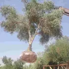 شجر زيتون للبيع لتواصل