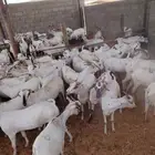 التيوس المرابي الذينا
