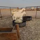 نعجه واالد