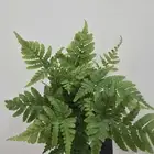 نباتات تيراريوم متنو عة