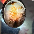 خاتم شجري خام