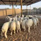 ذبايح تفريد جمله طليان ورخال حري فل فل ماشاء ماشاءالله