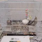 أريد بيع طيوري